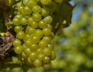 Перспективні інтродуковані клони технічних сортів винограду для Закарпаття